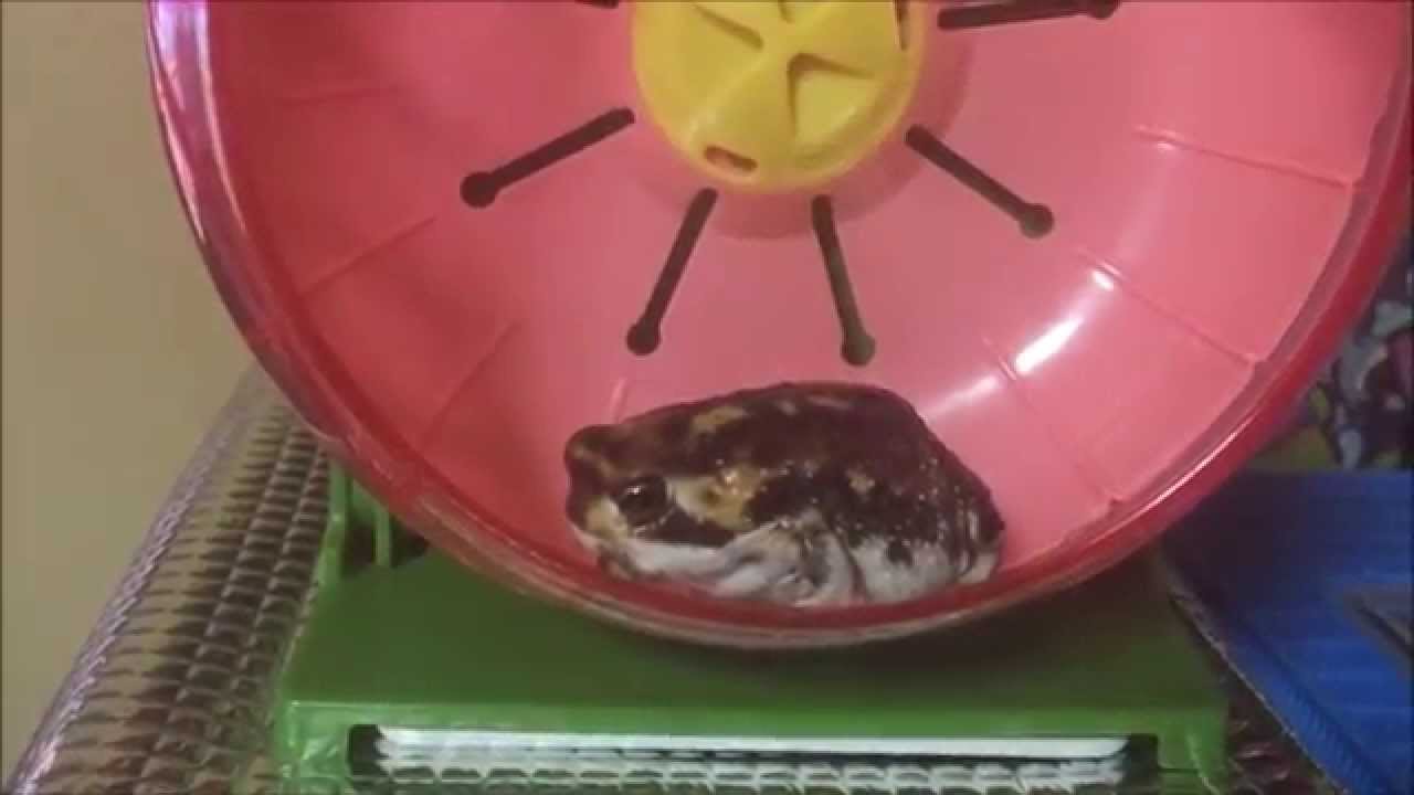 アメフクラガエル　回し車で歩く