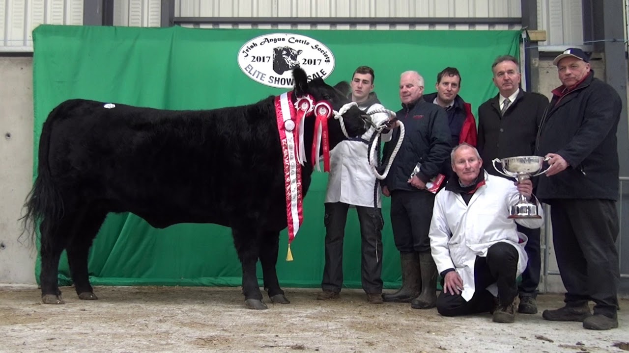 Irish Angus Elite Show & Sale 2017