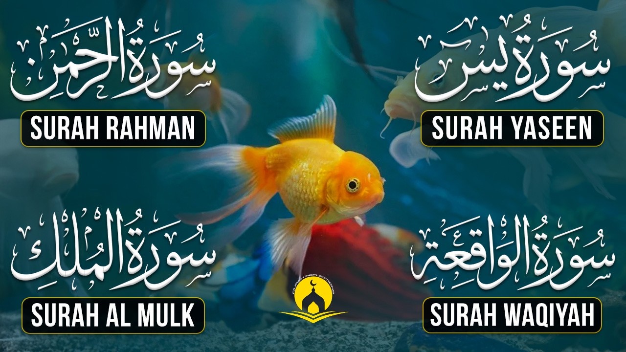 Very Nice Voice Surah Yaseen | Surah Rahman | Surah Waqiah | Surah Mulk l Reciter Ashraf Hussain