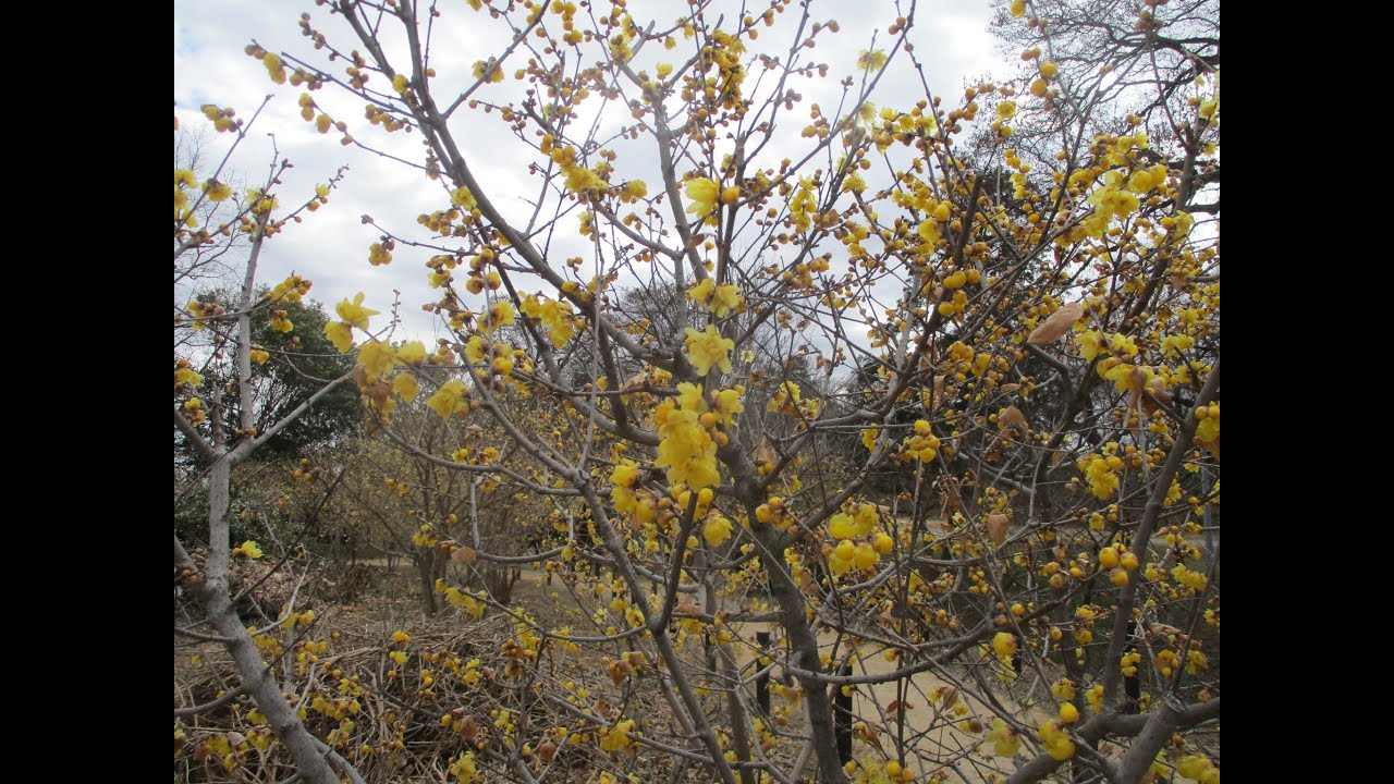 権現堂４号公園（幸手市）～冬の寒い中　開花し始めのロウバイの花　１月下旬