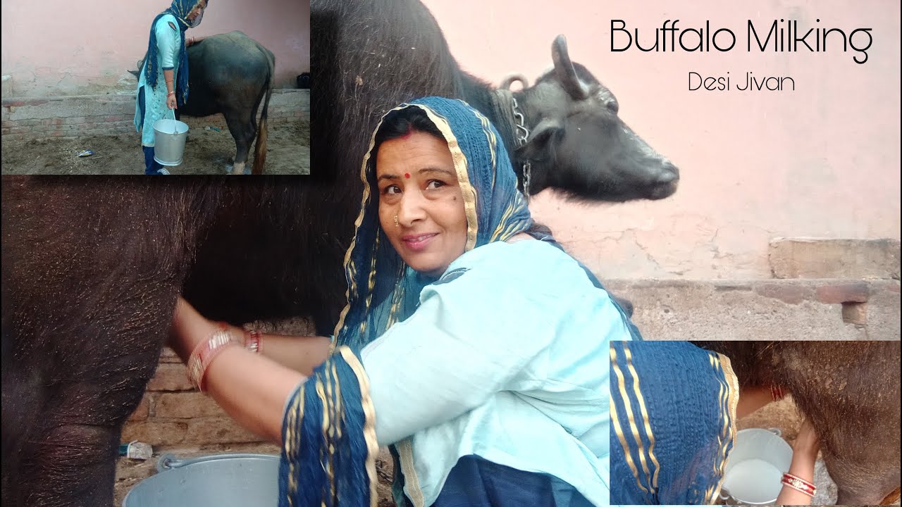 🐃🐃 Buffalo Milking  By hand 👍 - daily vlog -  Desi Jivan