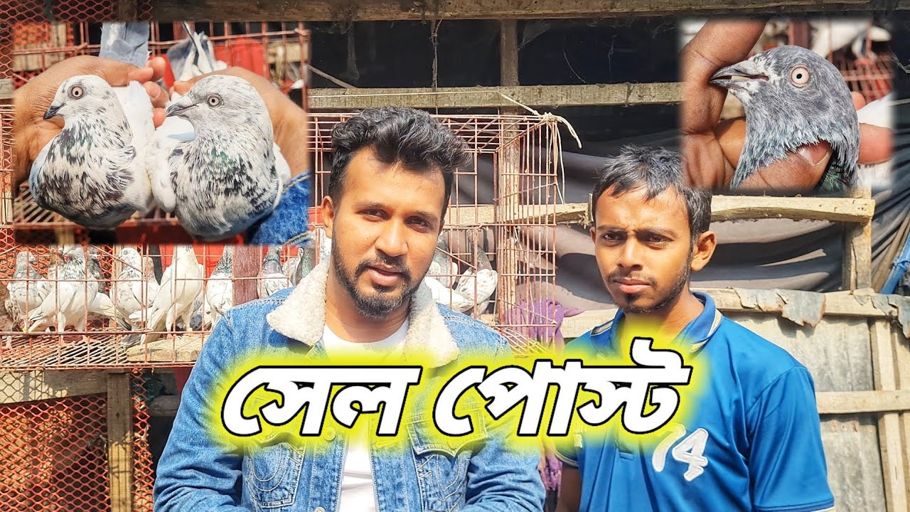 বাগের হাট মোল্লার হাট থেকে জহিরুল ভাইয়ের কিছু কবুতর সেল হবে - ( 01728537600 )