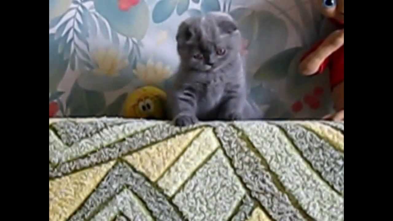 котята_10.11.13