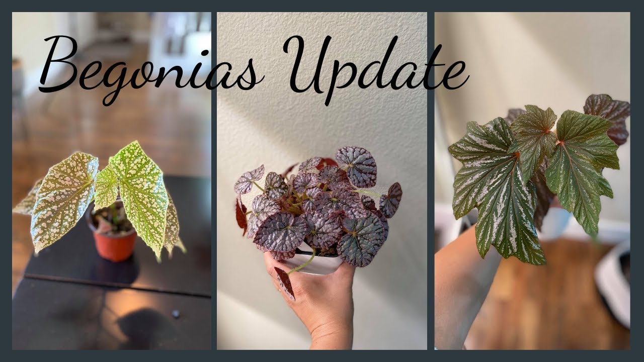Begonias July 2021 Update