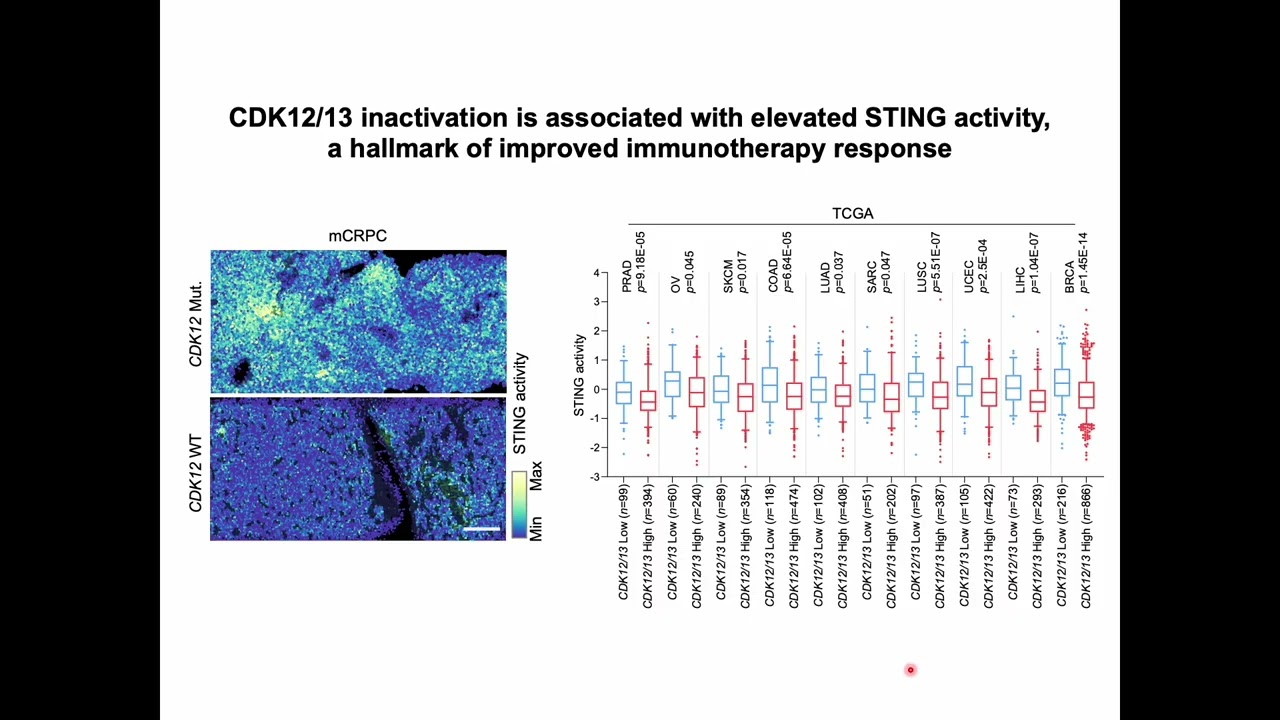 STING-mediated antitumor immunity and CDK12/13 inactivation triggers