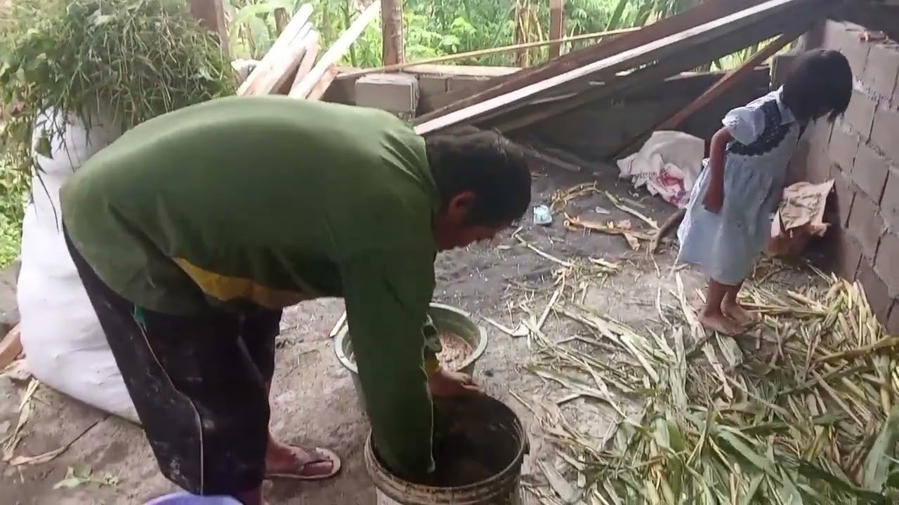 Assalamualaikum baru pulang dari kandang sapi 