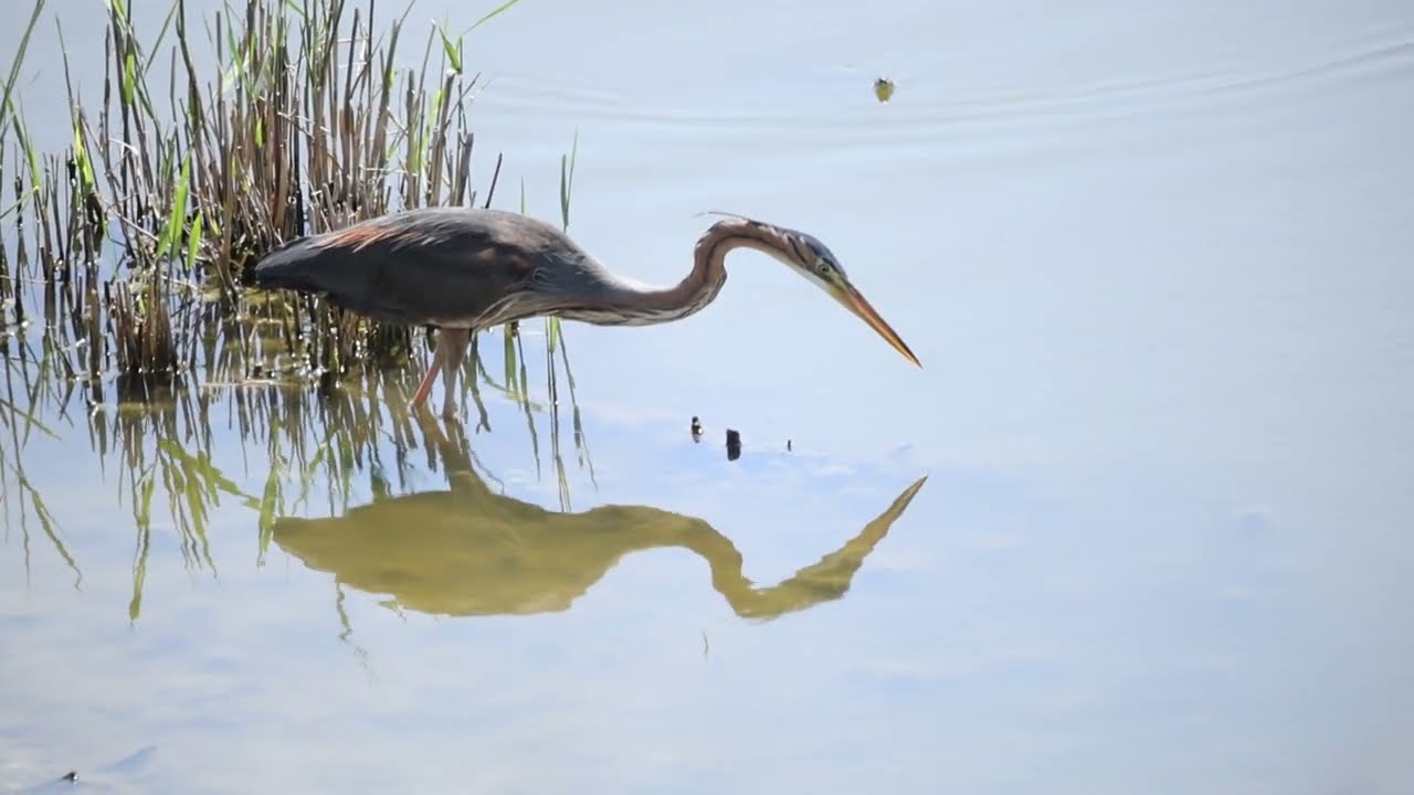 Рыжая цапля (Ardea purpurea) решила пообедать