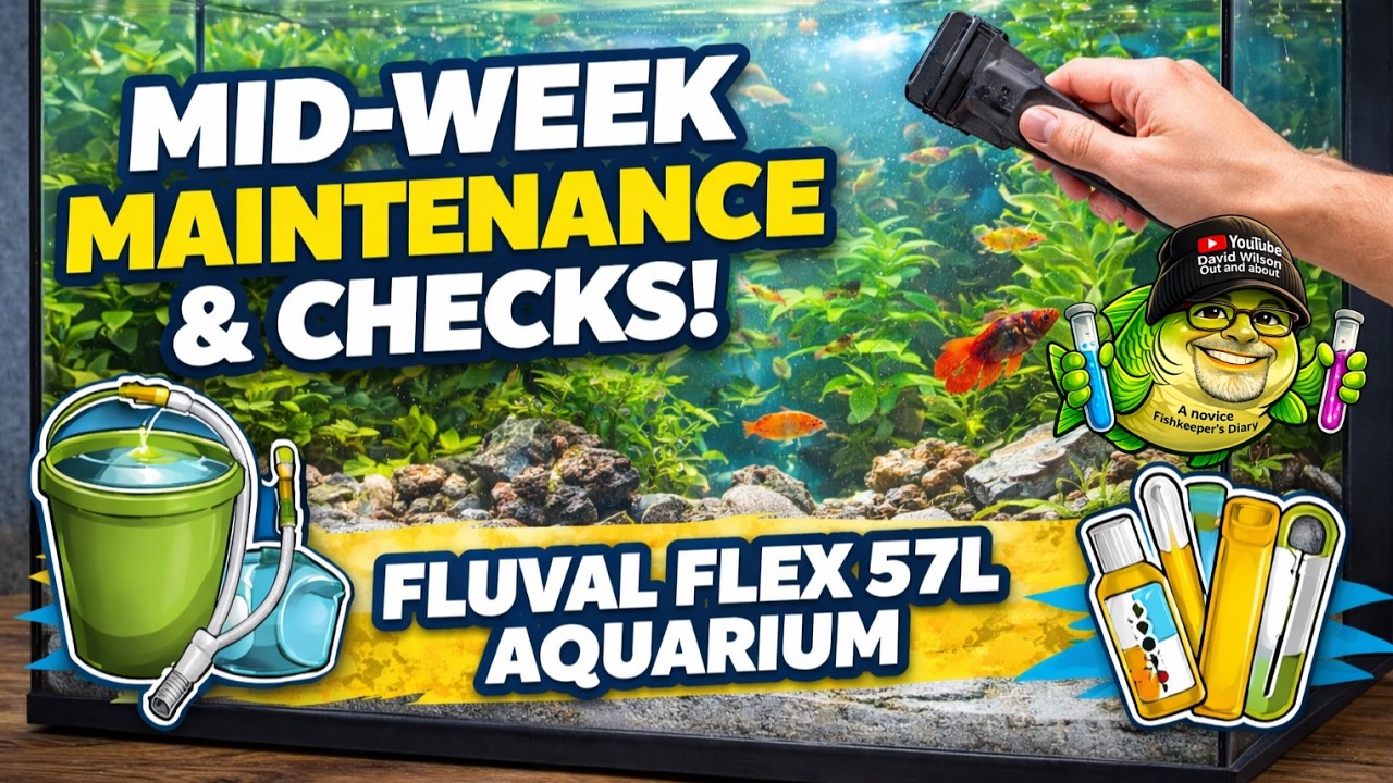 Fluval Flex 2 0 57L Midweek Aquarium Maintenance Routine