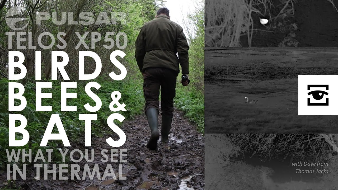 Birds, bees and bats seen in thermal with the Pulsar Telos XP50 thermal spotter