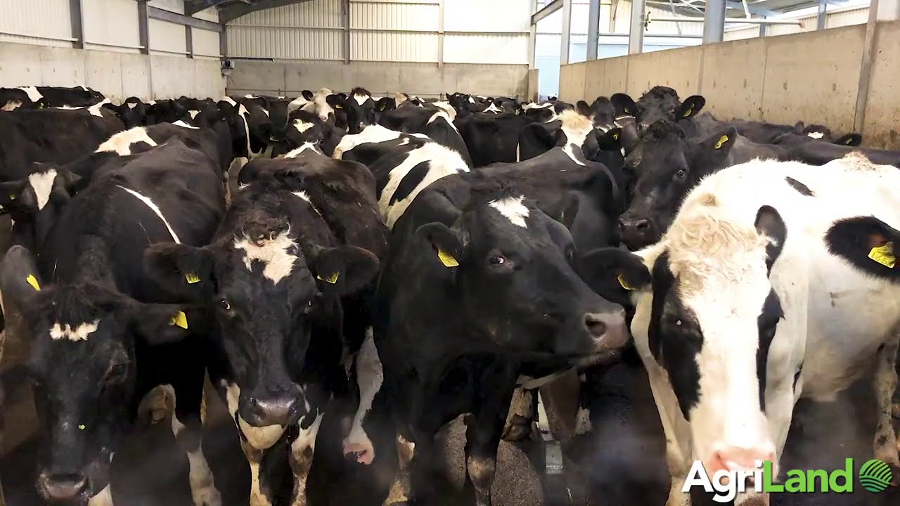 AgriLand speaks to Tom Power about his new 50-bail rotary milking parlour