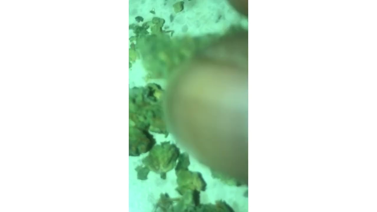 PCG Cookies Strain Review (Smk Brk 420)