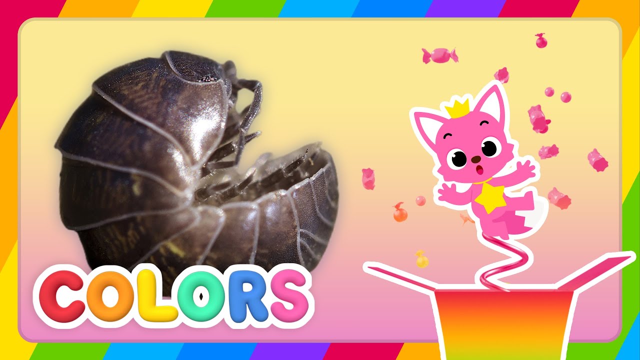 [NEW!] Learn Colors with Insects : Roly-Poly Bug | 🎁Surprise Box | Colors for Kids | Pinkfong & Hogi