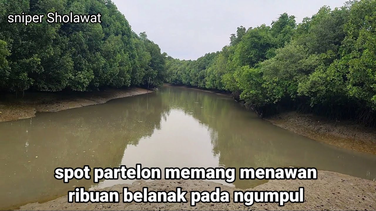 SYURGANYA IKAN ....SEPERTI MASER DI KOLAM SAKING BANYAKNYA IKAN