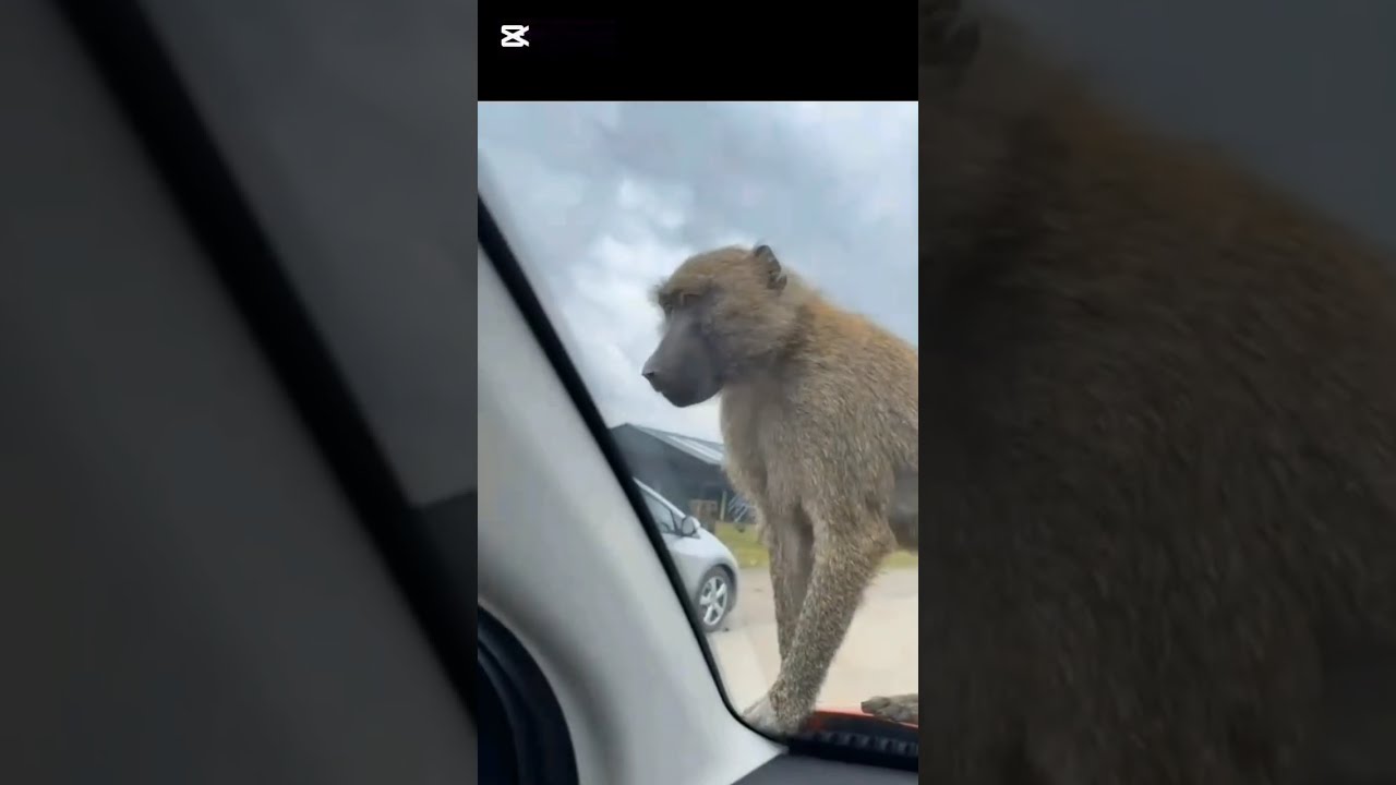 Funny monkey #забавные #смешные #обезьяны 