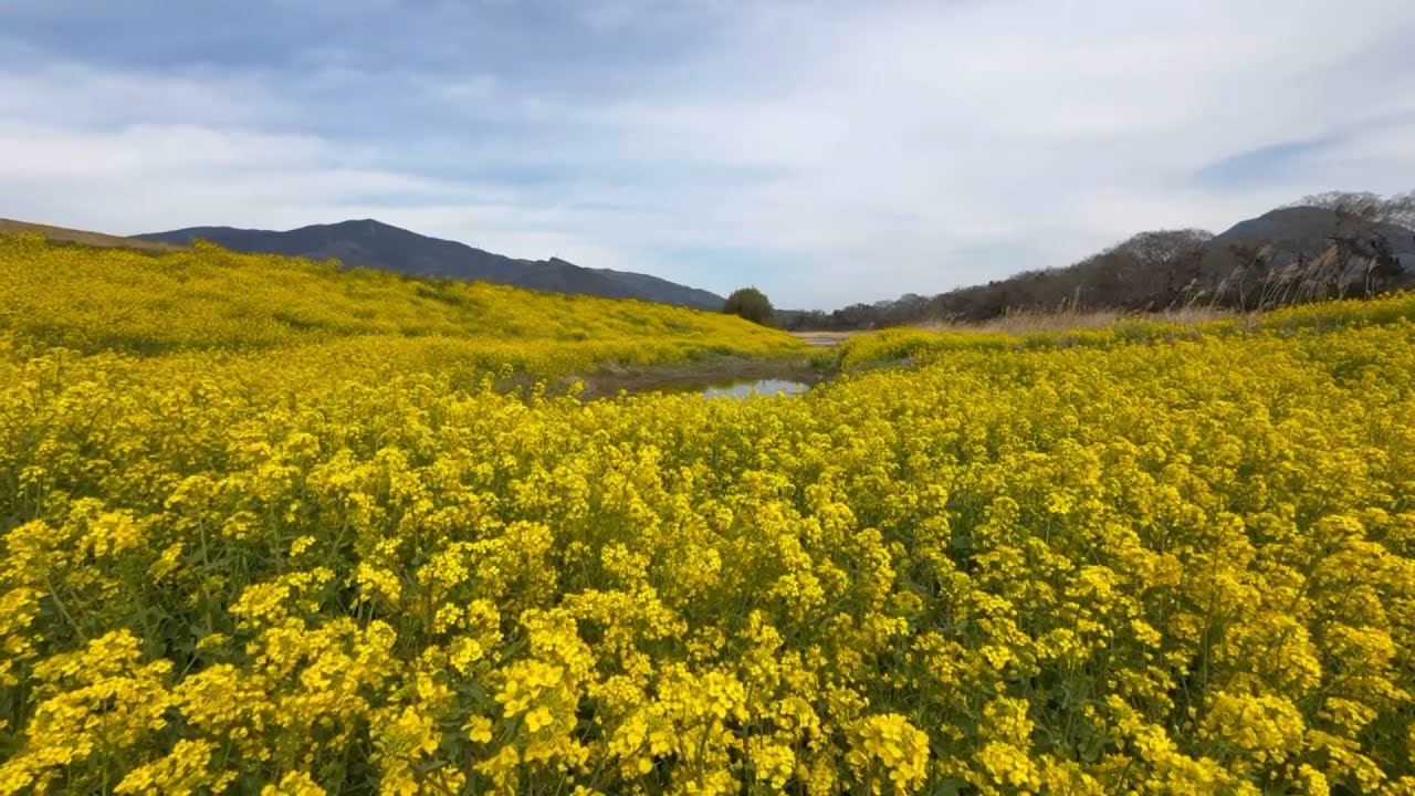 2026/03/09　超超超超超超超撮り頃です！　五郎大橋北河川敷の菜の花畑　〜愛媛県大洲市〜