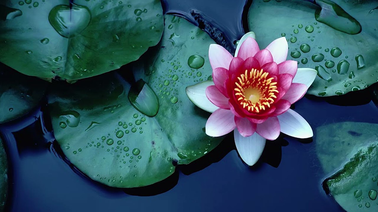 Nam myoho renge kyo 30 Mins Daimoku Powerfull | 1 Daimoku/Second