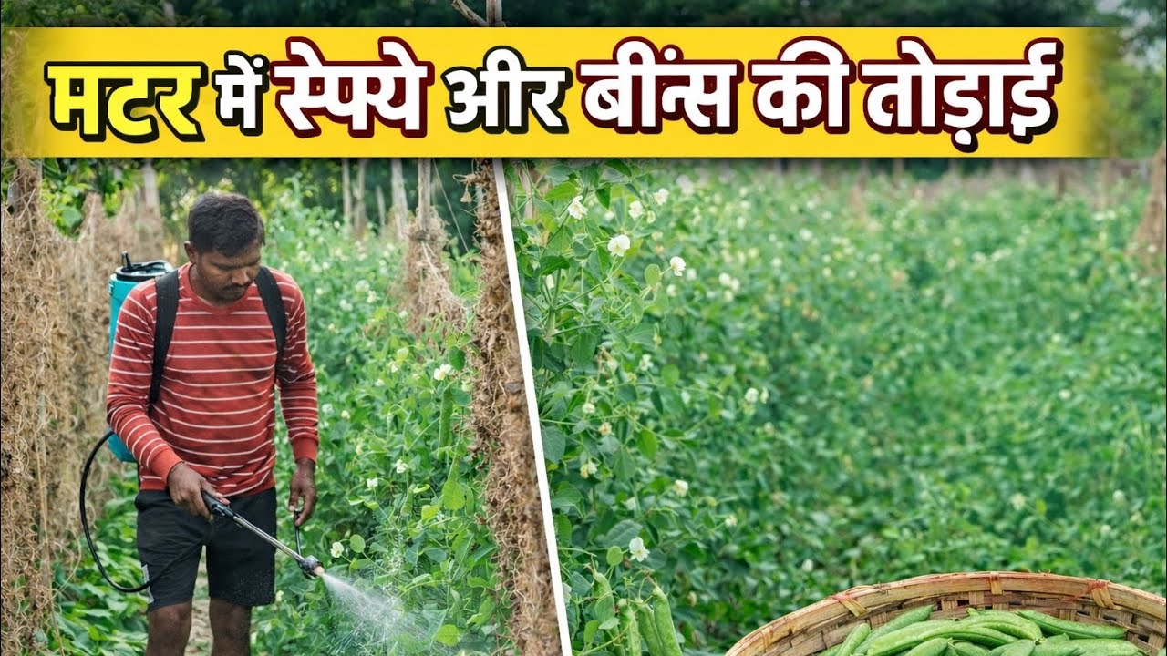मटर में स्प्रे और बीन्स ki तोड़ाई 🍃🌱 Day 40/365 continue ✅