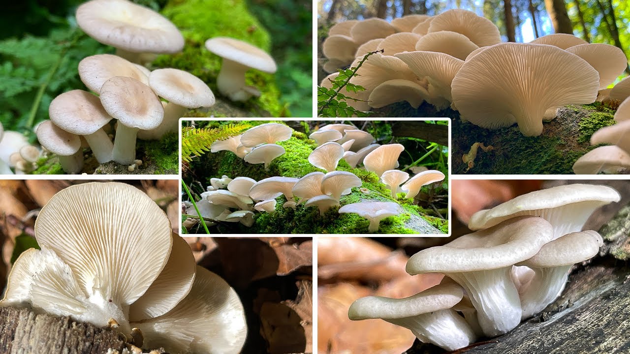 Lungenseitling Verwechslung | L&ouml;ffelf&ouml;rmiger Seitling, Sommer-Austernseitling, Pleurotus pulmonarius