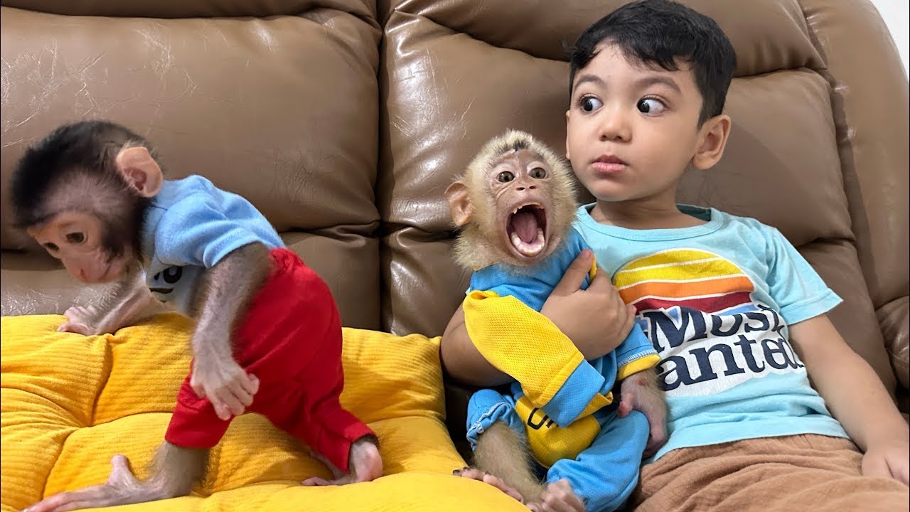 Alpha doesn't want to be left by Mommy unlike Baby Monkey Dino who is obedient