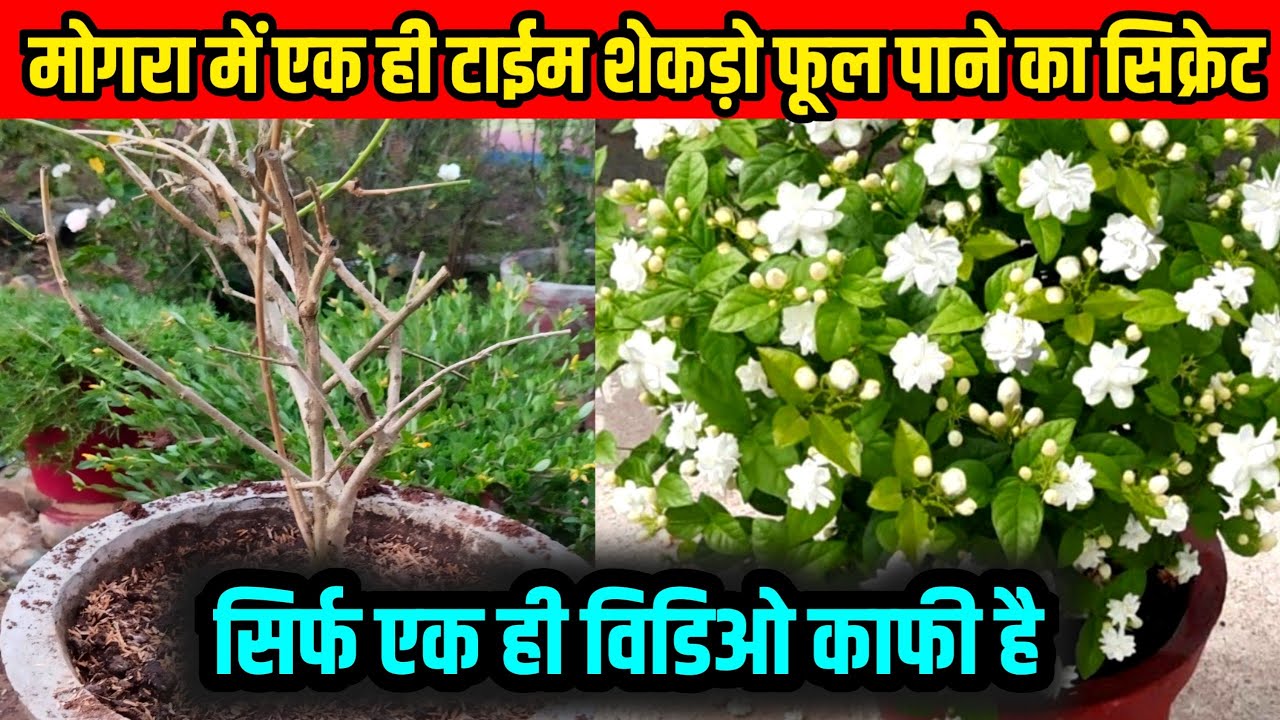 Mogra Plant Care/मोगरा मे एक ही टाईम शेकडो फुल पाने का सिक्रेट/Jasmine Plant Care/My Village Garden