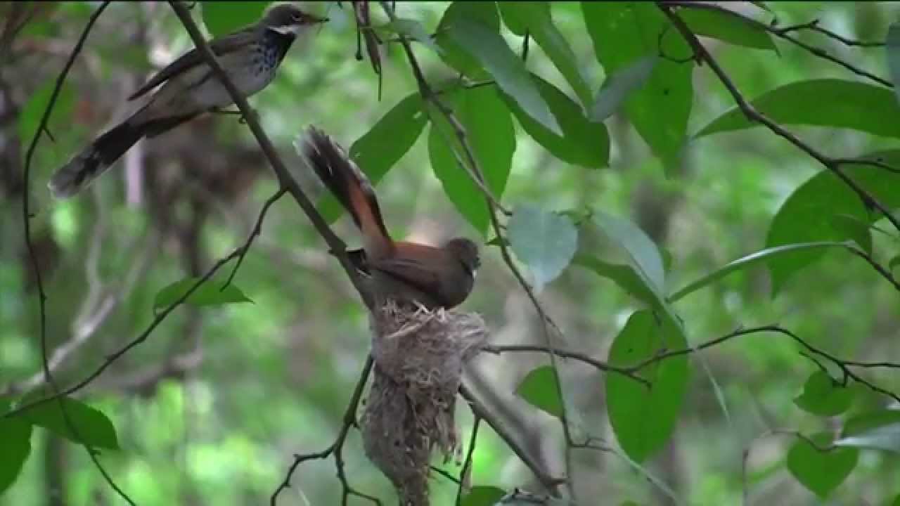 Rufous Fantail nest building footage, Bird watching with www.ej-birdwatching.com