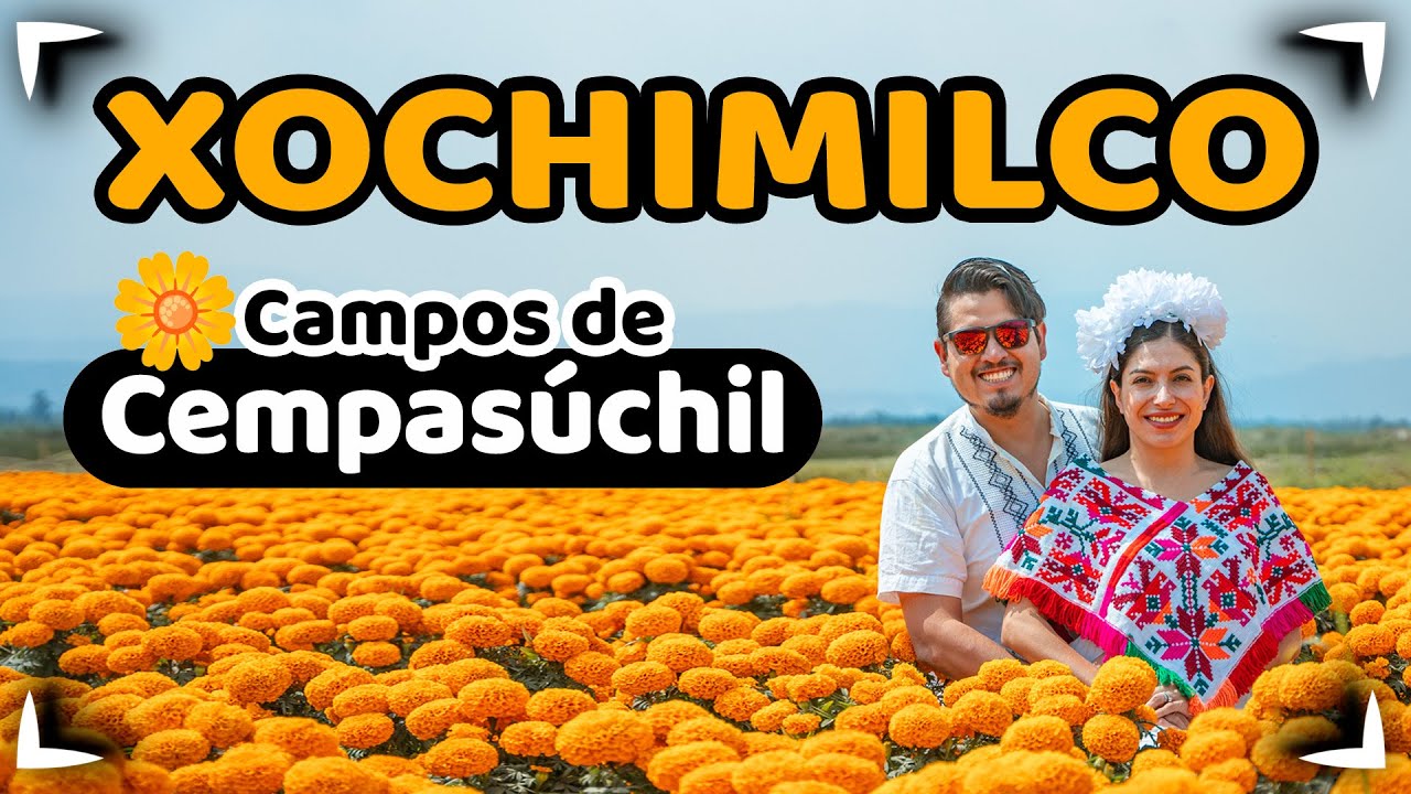 Campos de Cempasúchil 🔴 Xochimilco 4K ✅ Sin postal
