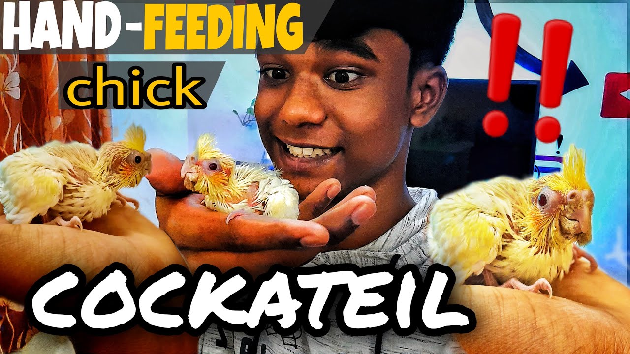 how to Hand-Feed a COCKATIEL Chick | For Beginners | TAMIL
