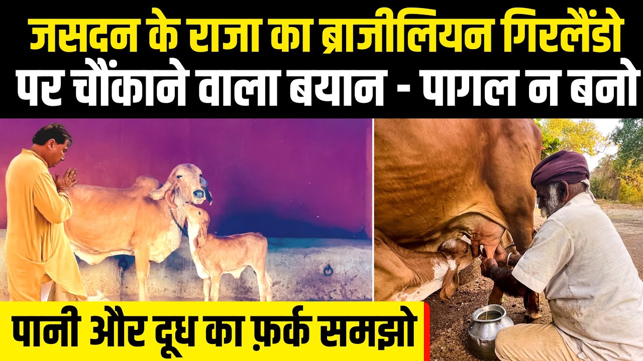 मेरी गाय ने दिया 8200 लीटर दूध, Gir गाय के आगे Brazil की गिरलैंडो बेकार । Satyjit Khachar । Jasdan ।
