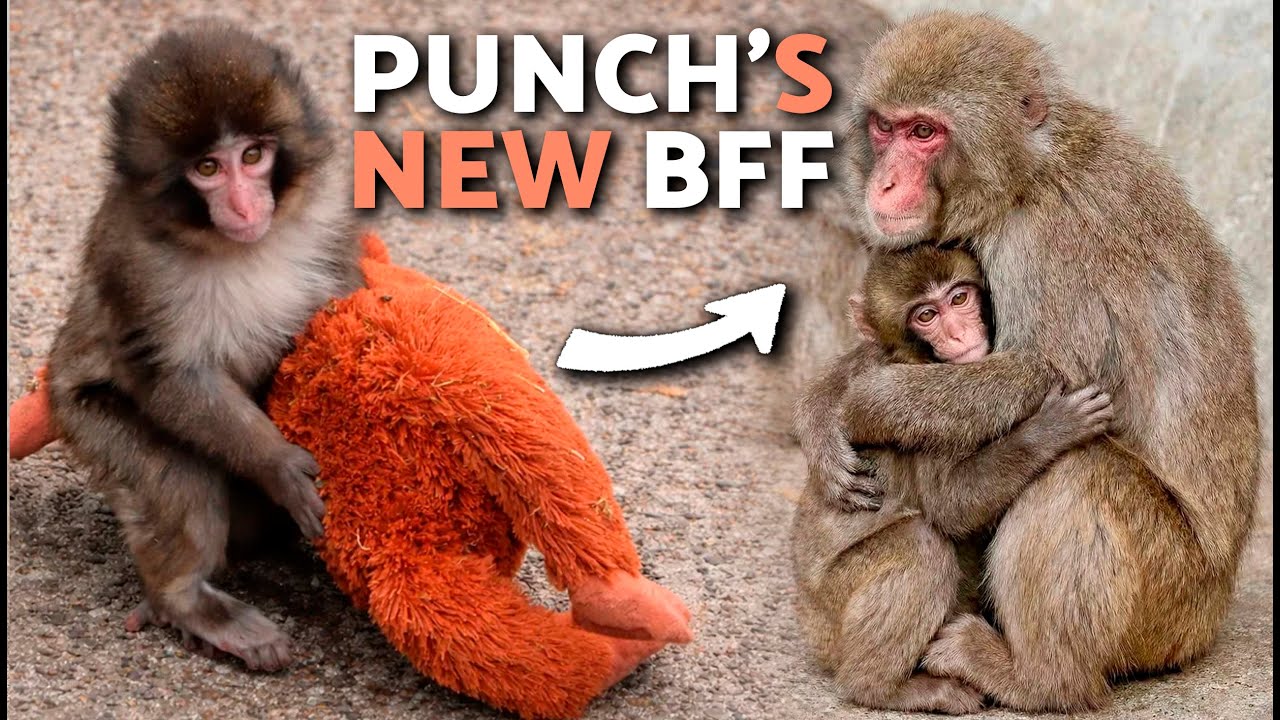 Новости от Monkey PUNCH (PETA, Oran Mama и Aiko) 🐵💗 Monkey Punch завел нового друга!
