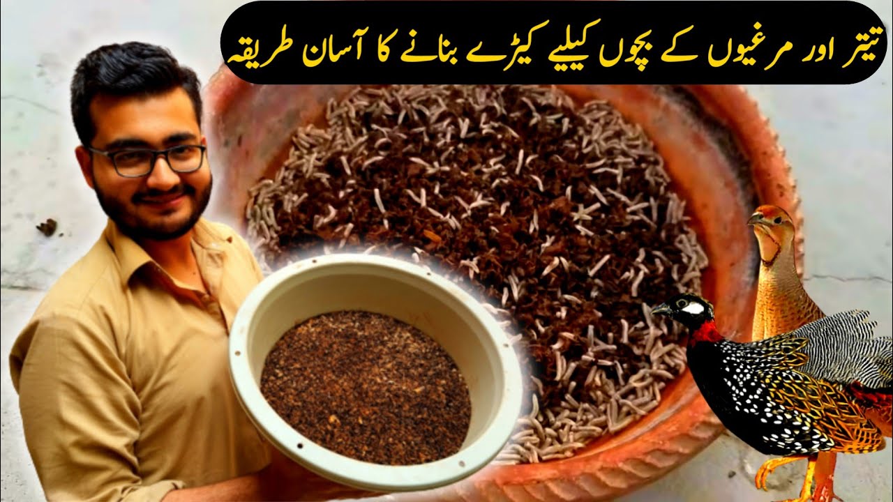 How to raise insects at home | Live food for teetar chicks | Free teetar chicks feed | maggots