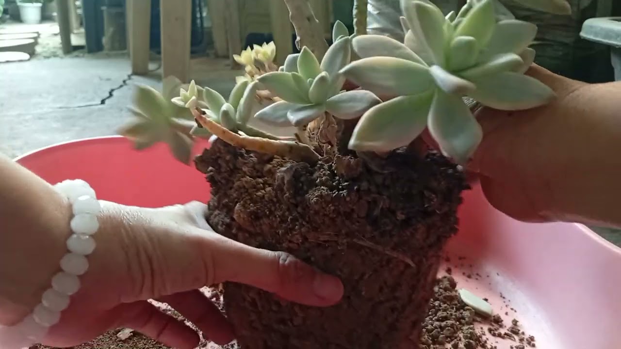 Let's repot them || var Awayuki and Ghost Plant🪷🌱