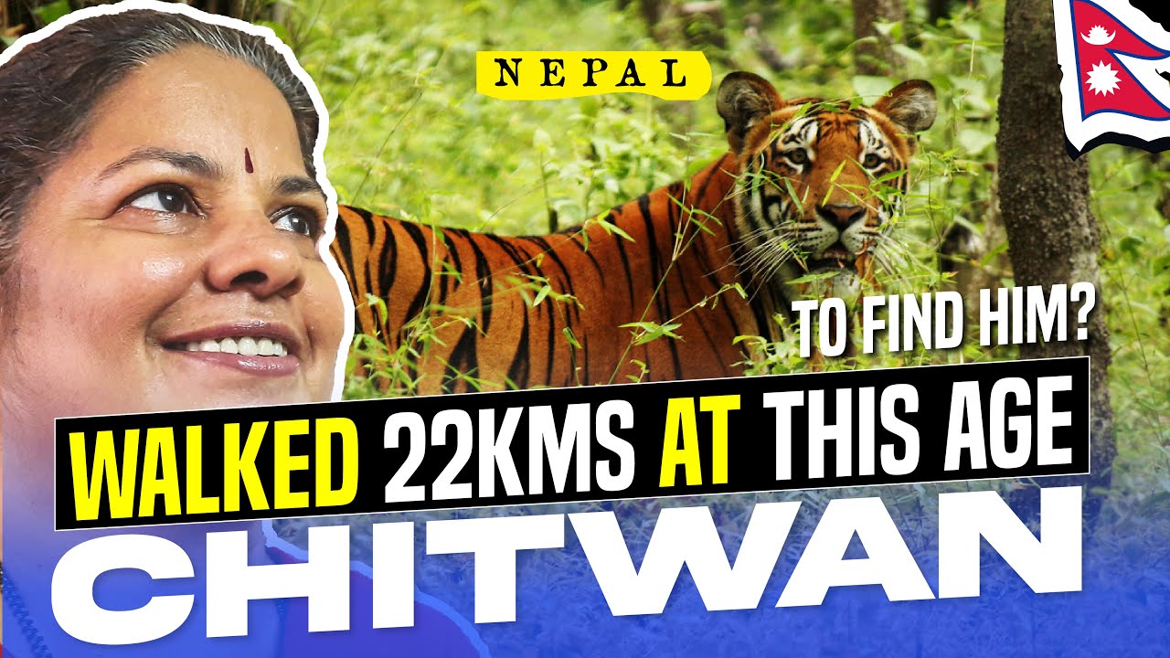Close Encounter with a Tiger? in Royal Chitwan National Park Nepal 🇳🇵