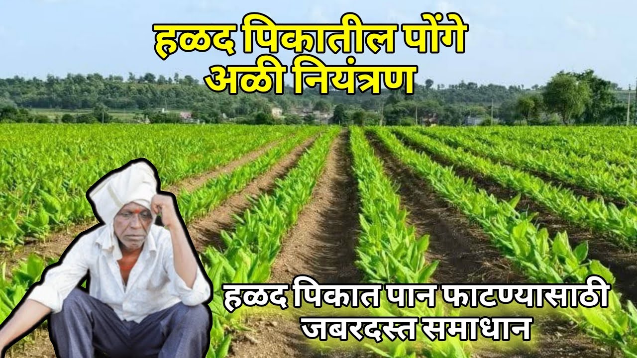 हळद पिकातील पोंगे अळी व्यवस्थापन
