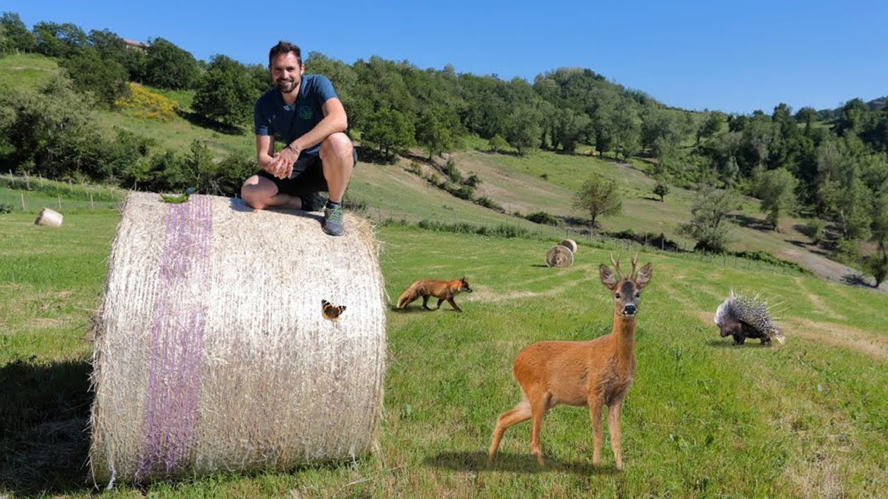 CAPRIOLI, FARFALLE, VOLPI e altri animali di campagna!