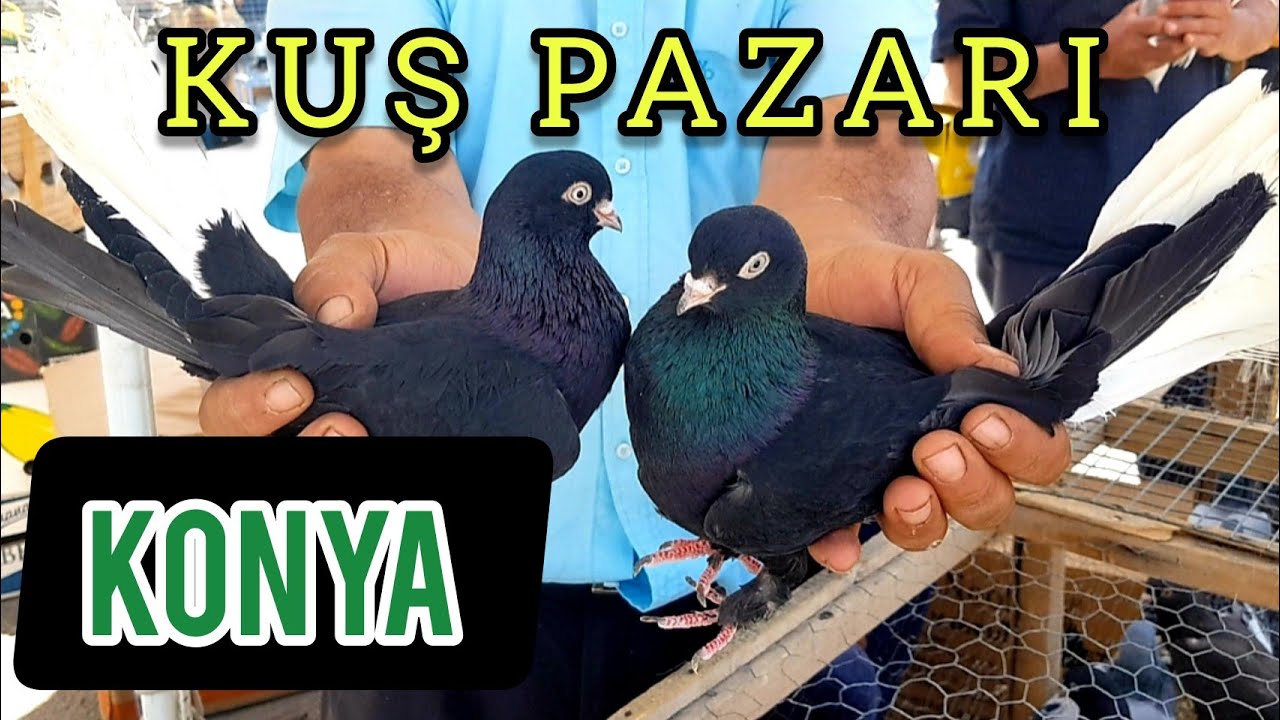 Konya Güvercin Pazarı | Konya Selçuklu Güvercini ve Daha Niceleri