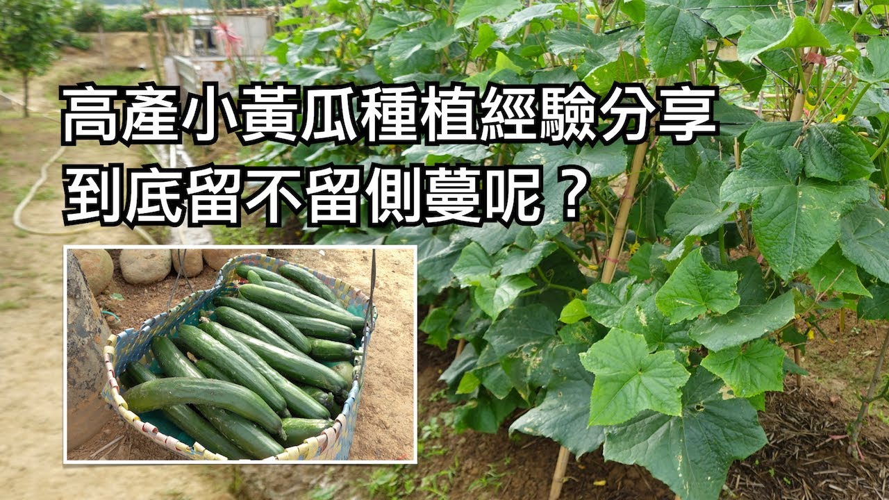 高質量小黃瓜種植經驗分享︱到底留不留側蔓？︱