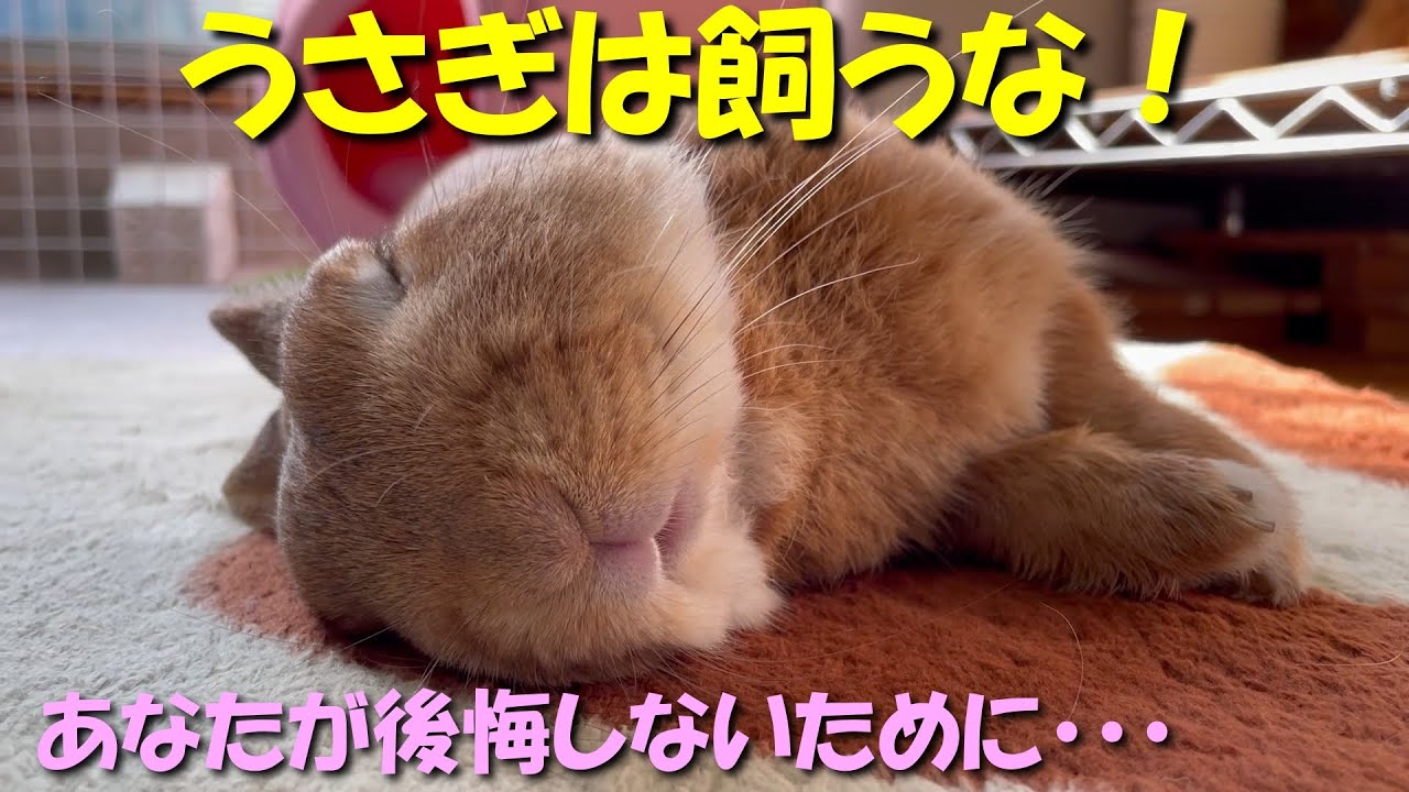【うさぎは飼うな】後悔しないためにウサギ放し飼いの現実をご覧下さい。　(No.1066)
