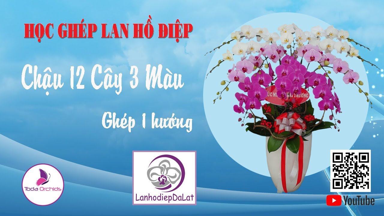 05_Học ghép lan Hồ điệp: Chậu hoa lan 12 cây 3 Màu