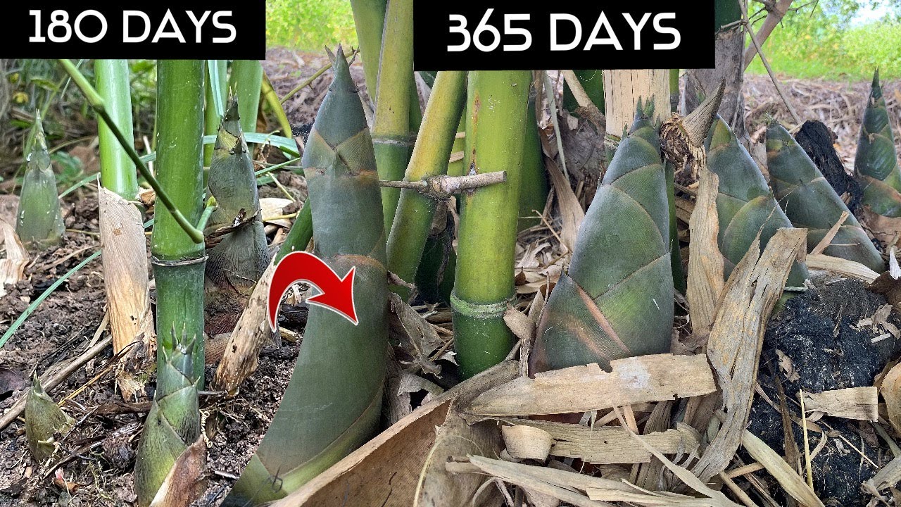 How To Grow BAMBOO Fast to Harvest BAMBOO SHOOT -  Sweet Bamboo Shoot