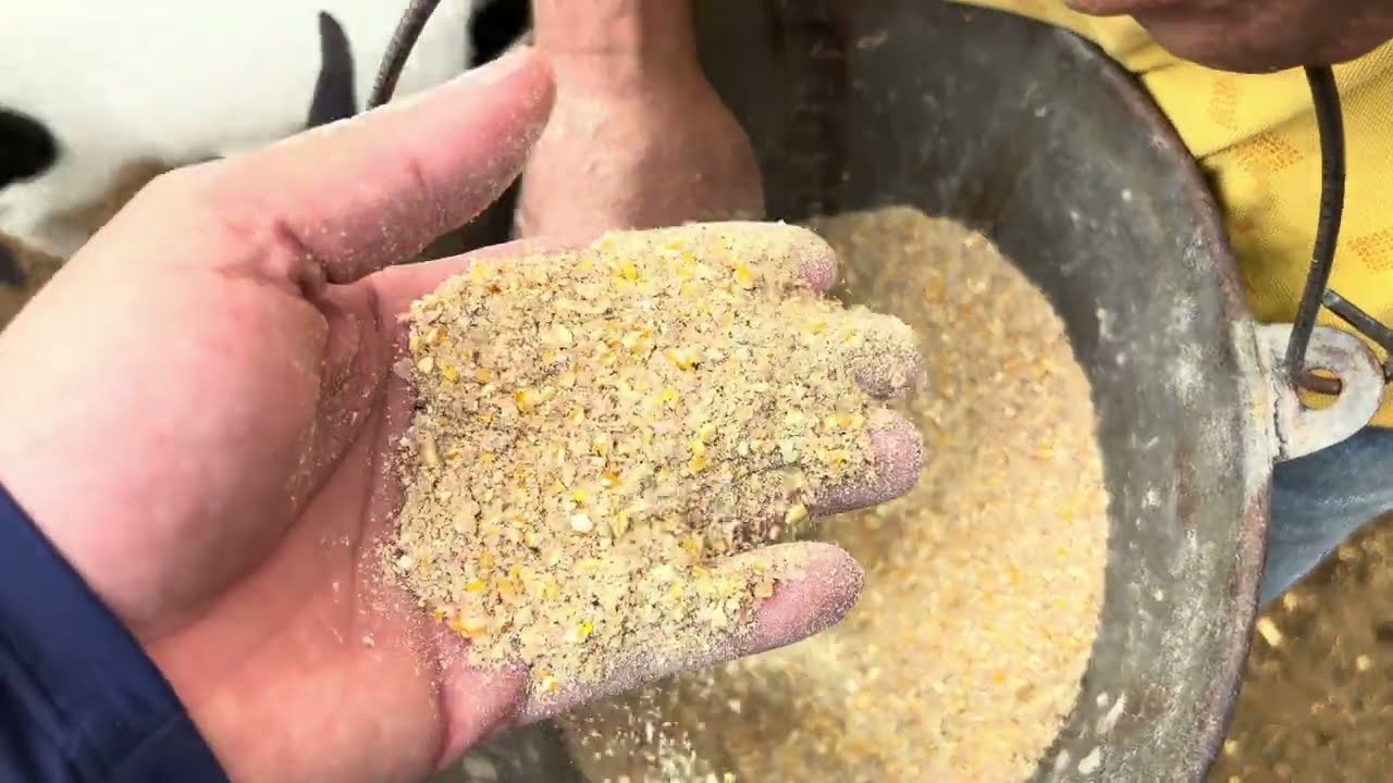 BORREGOS COM MENOS DE 10 DIAS JÁ COMENDO RAÇÃO | VEJA A RAÇÃO QUE NOSSOS BORREGOS COMEM |RAÇÃO OVINO