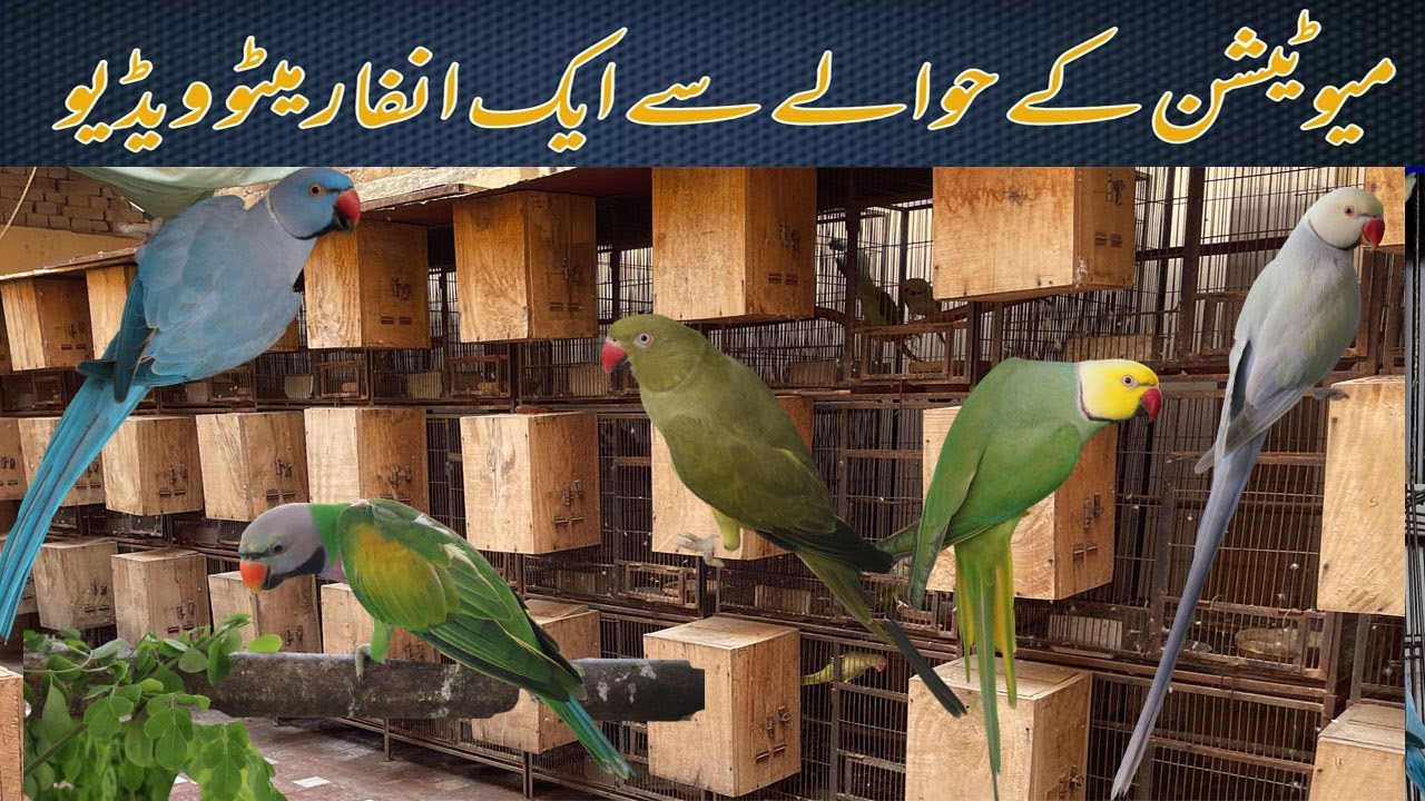 Visited at Sam khawaja Breeding Farm in Multan Pakistan I 2022 I Ringneck Parrot Mutations