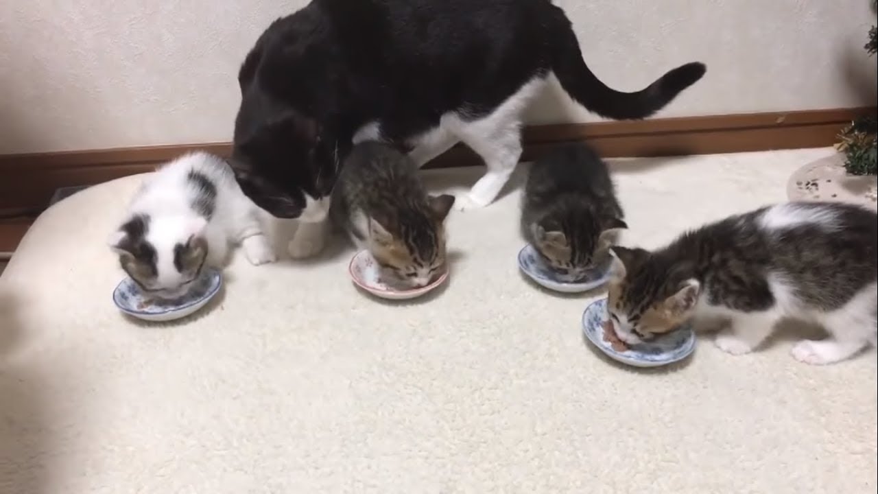 子猫が食べた後のお皿をキレイにする母猫