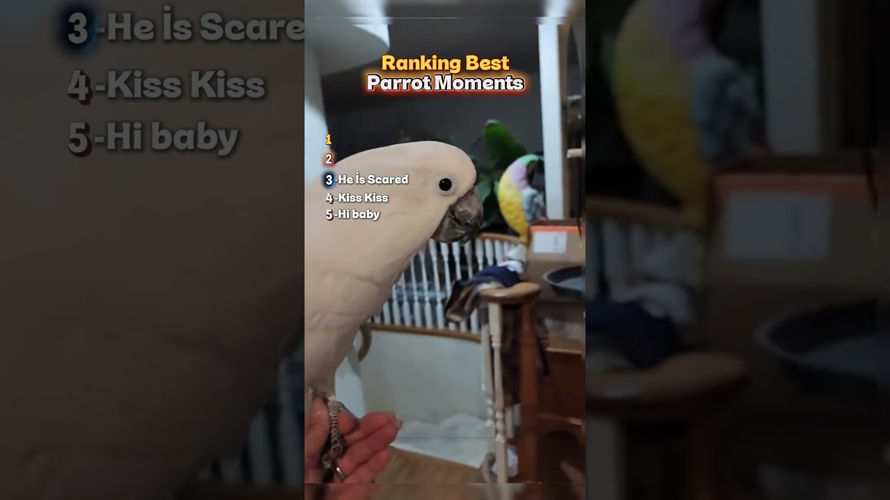 Ranking The Funniest Parrot Moments: From Sweet to Sassy! 🦜😂