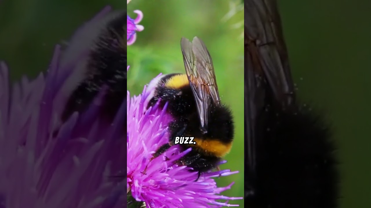 Why Tomatoes Need Bumblebees