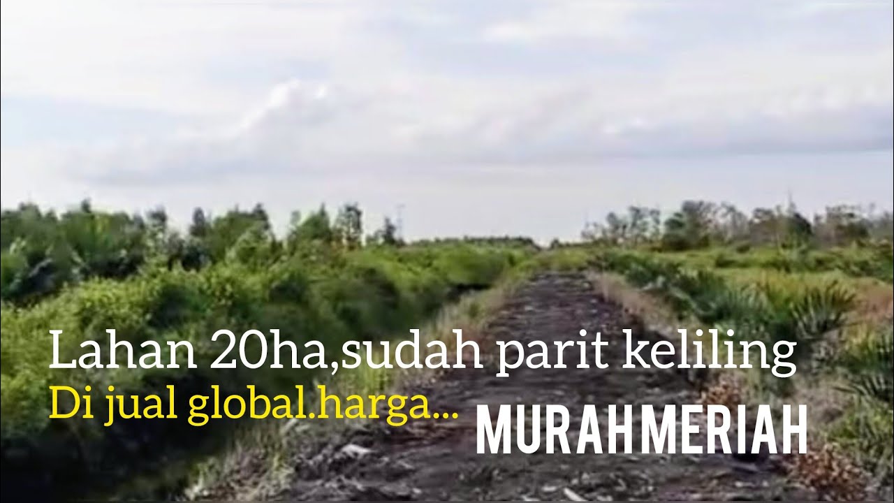 Di jual global lahan luas 20ha,sudah di parit keliling.harga 15 JT/ha.ketapang kalbar