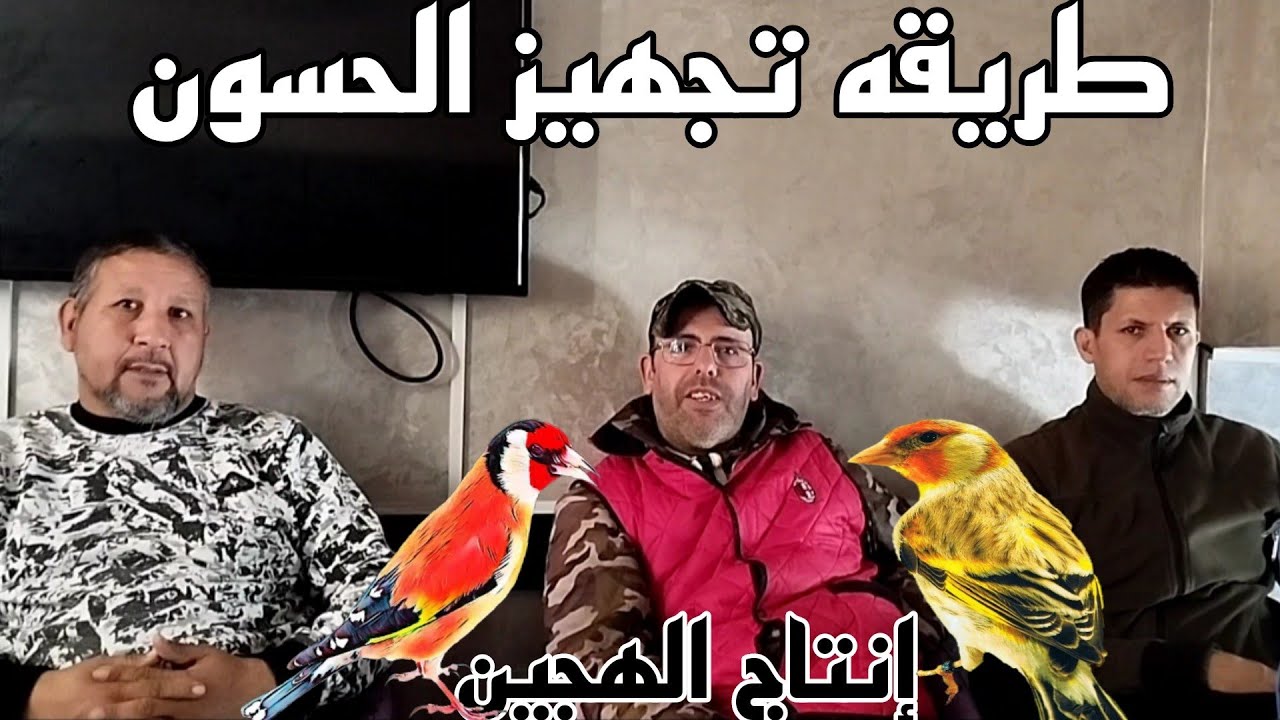 اسرار لنجاح تزاوج وتجهيز الحسون مع طريقه صحيحة لانتاج الهجين مع الأساتدة في إنتاج الحسون والهجين