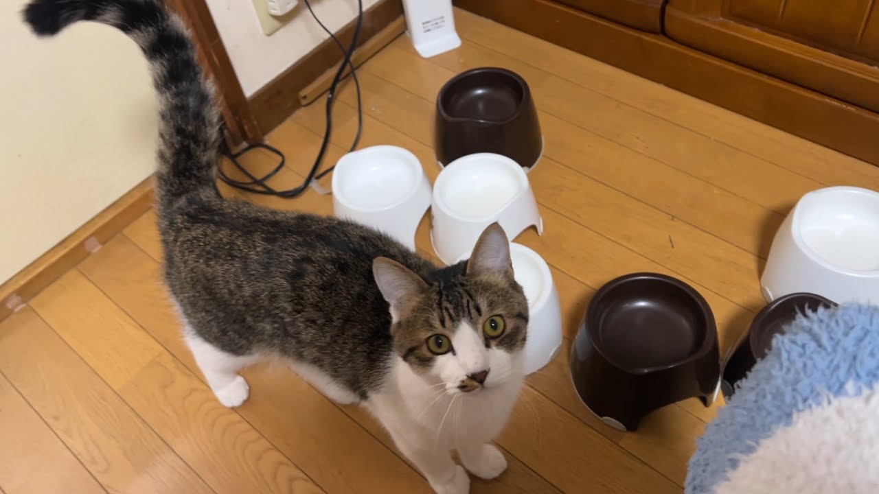 お返事して膝上に飛び乗る子猫が可愛すぎる！