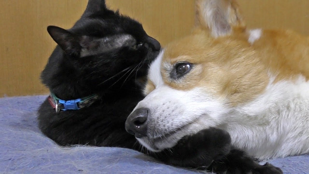 Kuro loves Goro / ゴローさんを腕枕でペロペロするクロさん 20180530 dog cat コーギー 犬 猫 lick cute