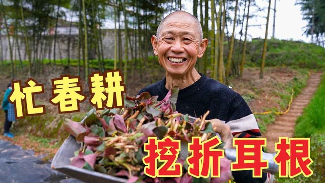 春耕时节闲不住，农村四哥爸妈撒谷种，挖大盘折耳根凉拌，真下饭