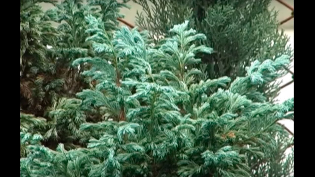 Cómo sembrar pinos ornamentales - TvAgro por Juan Gonzalo Angel